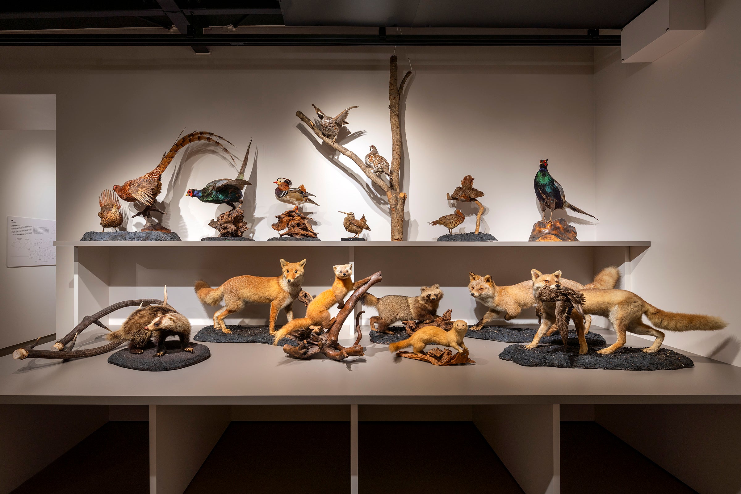 大阪芸術大学動物ジオラマ館 芸大Zoo | 実績紹介 | 株式会社乃村工藝社